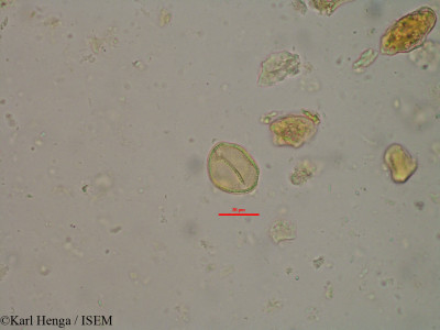 Ptychopetalum petiolatum - lame n° 12330