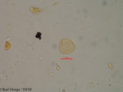 Ptychopetalum petiolatum - lame n° 12330
