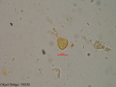 Ptychopetalum petiolatum - lame n° 12330
