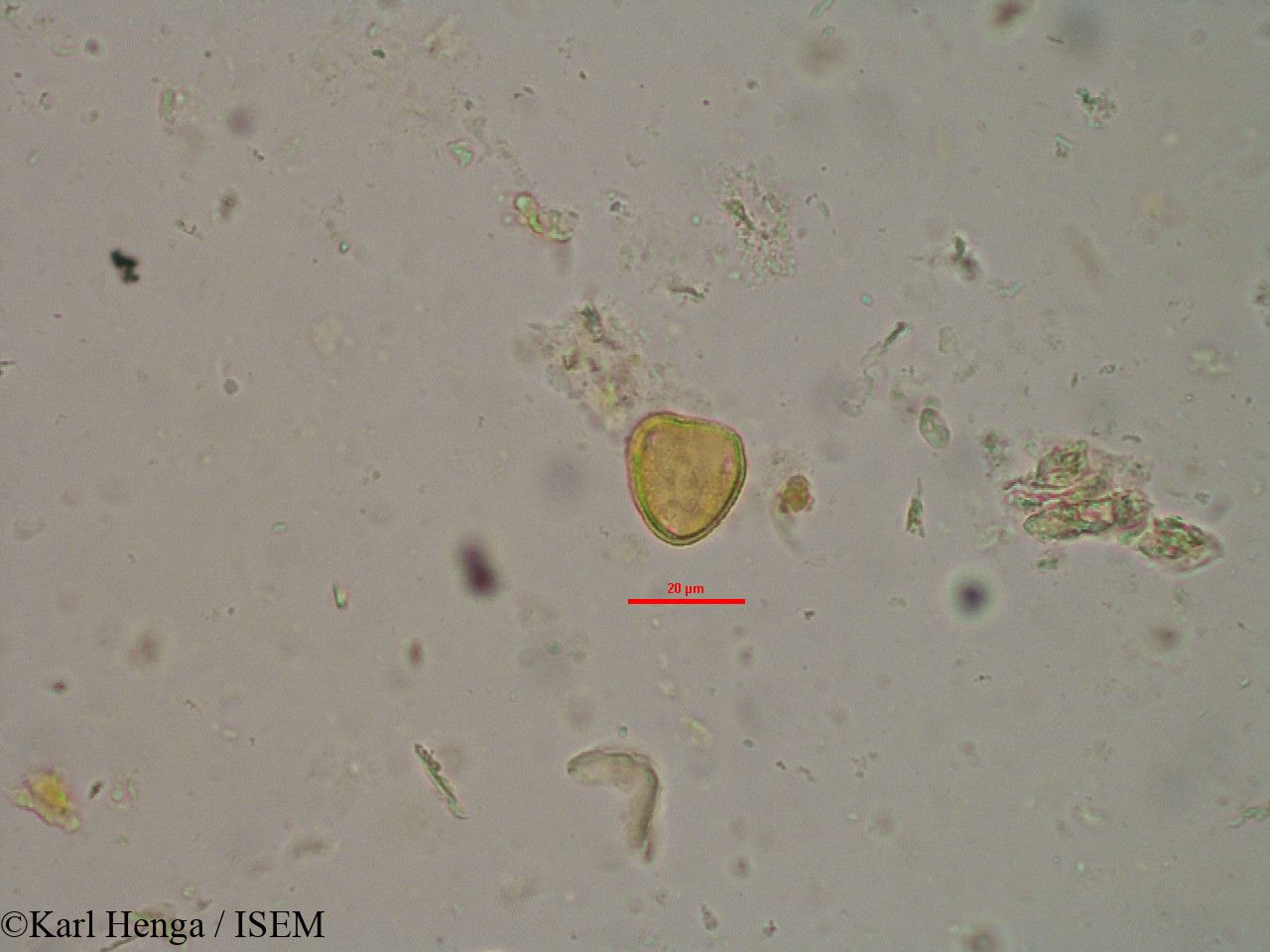 Karl.Henga/Ptychopetalum_petiolatum_12330/Ptychopetalum_petiolatum_12330_0005(copy).jpg