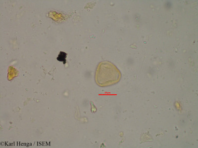 Ptychopetalum petiolatum - lame n° 12330