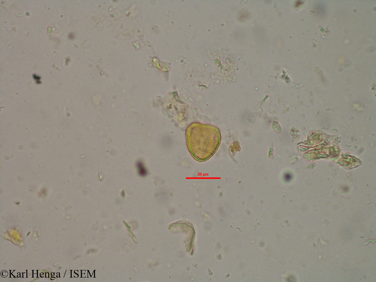 Karl.Henga/Ptychopetalum_petiolatum_12330/Ptychopetalum_petiolatum_12330_0008(copy).jpg