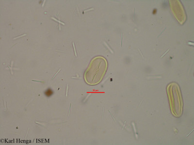 Karl.Henga/Raphia_farinifera_20651/Raphia_farinifera_20651_0001(copy)_thumb.jpg