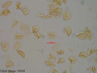Karl.Henga/Raphia_regalis_32106/Raphia_regalis_32106_0001(copy)_thumb.jpg
