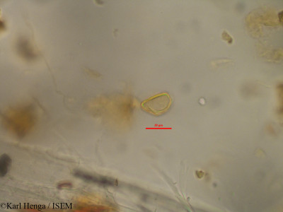 Karl.Henga/Raphia_sp._8359/Raphia_sp._8359_0001(copy)_thumb.jpg