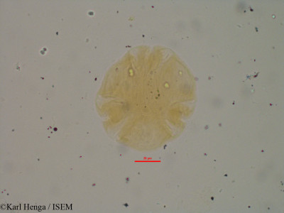 Karl.Henga/Rauvolfia_vomitoria_249/Rauvolfia_vomitoria_249_0001(copy)_thumb.jpg
