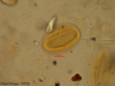Karl.Henga/Rhinacanthus_nasutus_3816/Rhinacanthus_nasutus_3816_0001(copy)_thumb.jpg