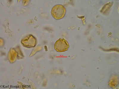 Karl.Henga/Rinorea_angustifolia_45753/Rinorea_angustifolia_45753_0001(copy)_thumb.jpg