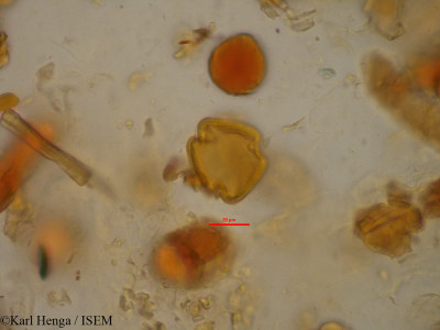Karl.Henga/Saccoglottis_gabonensis_34819/Saccoglottis_gabonensis_34819_0001(copy)_thumb.jpg