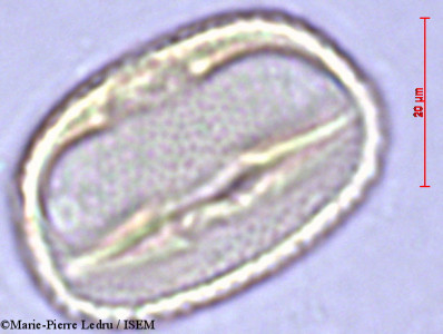 Marie-Pierre.Ledru/Abrus_precatorius_2805/Abrus_precatorius_2805_0001(copy)_thumb.jpg