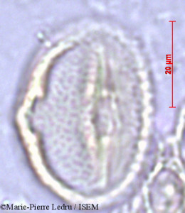 Abrus precatorius - lame n° 2805