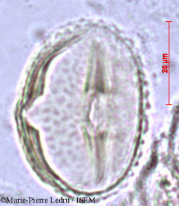 Abrus precatorius - lame n° 2805