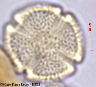 Marie-Pierre.Ledru/Adenia_gummifera_3275/Adenia_gummifera_3275_0001(copy)_thumb.jpg