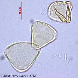 Marie-Pierre.Ledru/Allophylus_cobbe_40604/Allophylus_cobbe_40604_0001(copy)_thumb.jpg