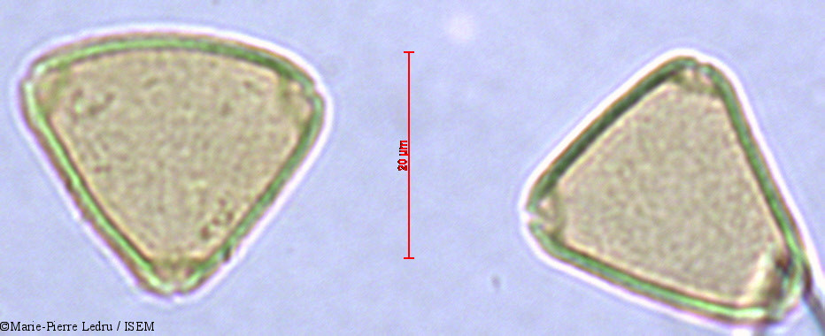 Marie-Pierre.Ledru/Allophylus_comorensis_40605/Allophylus_comorensis_40605_0001(copy).jpg