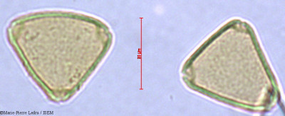 Marie-Pierre.Ledru/Allophylus_comorensis_40605/Allophylus_comorensis_40605_0001(copy)_thumb.jpg