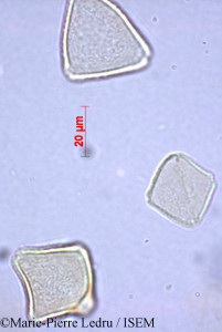 Marie-Pierre.Ledru/Allophylus_decaryi_40606/Allophylus_decaryi_40606_0001(copy)_thumb.jpg
