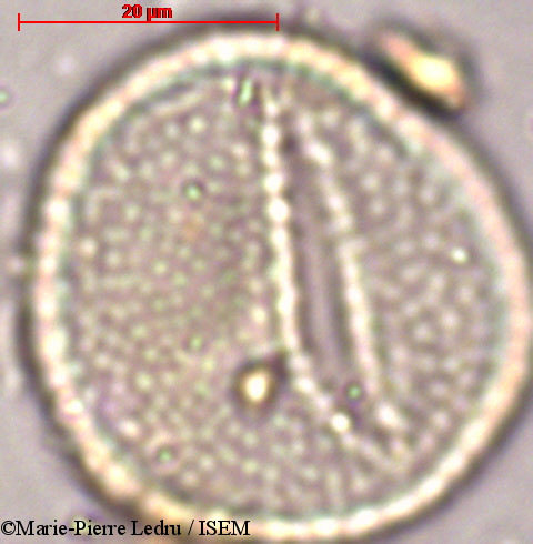Marie-Pierre.Ledru/Angiopteris_evecta_82014/Angiopteris_evecta_82014_0001(copy).jpg