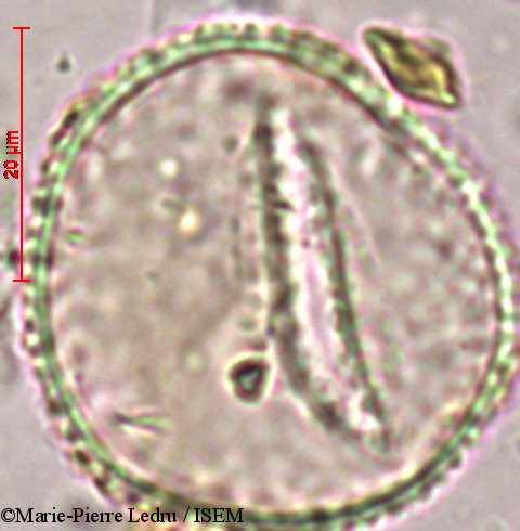 Marie-Pierre.Ledru/Angiopteris_evecta_82014/Angiopteris_evecta_82014_0002(copy).jpg