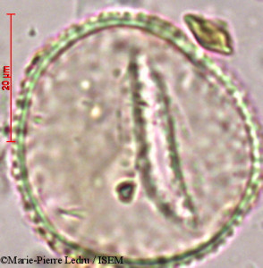 Angiopteris evecta - lame n° 82014
