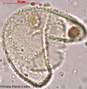Angiopteris evecta - lame n° 82014
