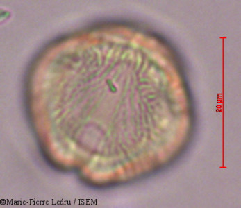 Marie-Pierre.Ledru/Aphloia_theiformis_28289/Aphloia_theiformis_28289_0001(copy)_thumb.jpg