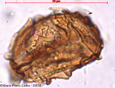 Asplenium nidus - lame n° 82019