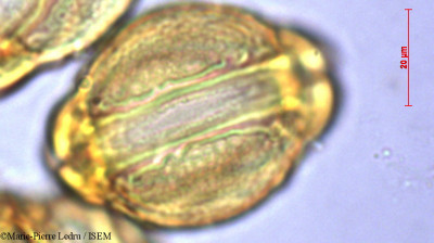 Marie-Pierre.Ledru/Barringtonia_asiatica_47079/Barringtonia_asiatica_47079_0001(copy)_thumb.jpg