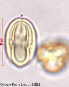 Begonia goudotii - lame n° 44152