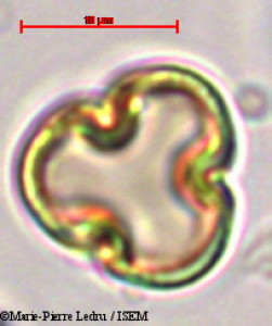 Begonia goudotii - lame n° 44152