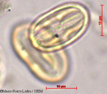 Begonia goudotii - lame n° 44152