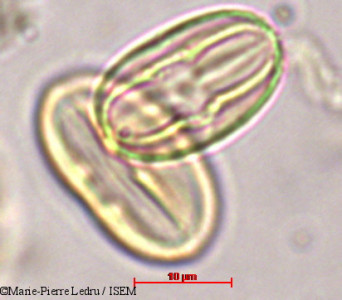 Begonia goudotii - lame n° 44152