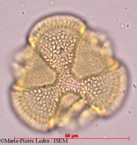 Caesalpinia bonduc - lame n° 38255