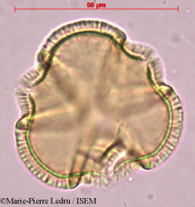 Caesalpinia bonduc - lame n° 38255