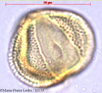 Caesalpinia bonduc - lame n° 38255