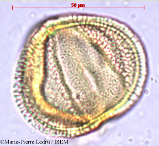 Caesalpinia bonduc - lame n° 38255
