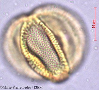 Caesalpinia bonduc - lame n° 38255