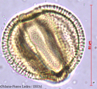 Caesalpinia bonduc - lame n° 38255