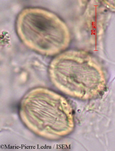 Marie-Pierre.Ledru/Campnosperma_griffithii_27977/Campnosperma_griffithii_27977_0001(copy)_thumb.jpg