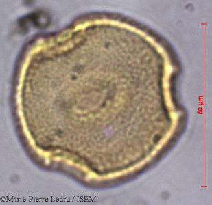 Marie-Pierre.Ledru/Canthium_ciliatum_22744/Canthium_ciliatum_22744_0001(copy)_thumb.jpg