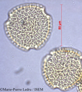 Marie-Pierre.Ledru/Canthium_didymum_27989/Canthium_didymum_27989_0001(copy)_thumb.jpg