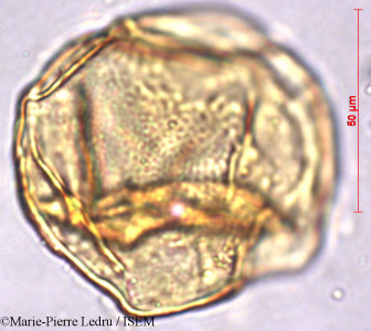 Marie-Pierre.Ledru/Cerbera_manghas_39212/Cerbera_manghas_39212_0001(copy)_thumb.jpg