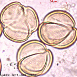 Marie-Pierre.Ledru/Colea_tetragona_2681/Colea_tetragona_2681_0001(copy)_thumb.jpg