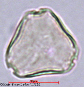 Marie-Pierre.Ledru/Colubrina_asiatica_1480/Colubrina_asiatica_1480_0001(copy)_thumb.jpg