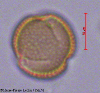 Cossinia pinnata - lame n° 29261