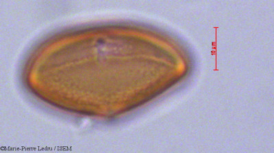 Cossinia pinnata - lame n° 29261