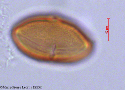 Cossinia pinnata - lame n° 29261