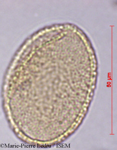 Marie-Pierre.Ledru/Curculigo_gallabatensis_1487/Curculigo_gallabatensis_1487_0001(copy)_thumb.jpg