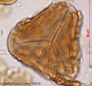 Marie-Pierre.Ledru/Cyathea_spinulosa_81329/Cyathea_spinulosa_81329_0001(copy)_thumb.jpg