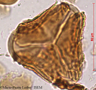 Cyathea spinulosa - lame n° 81329